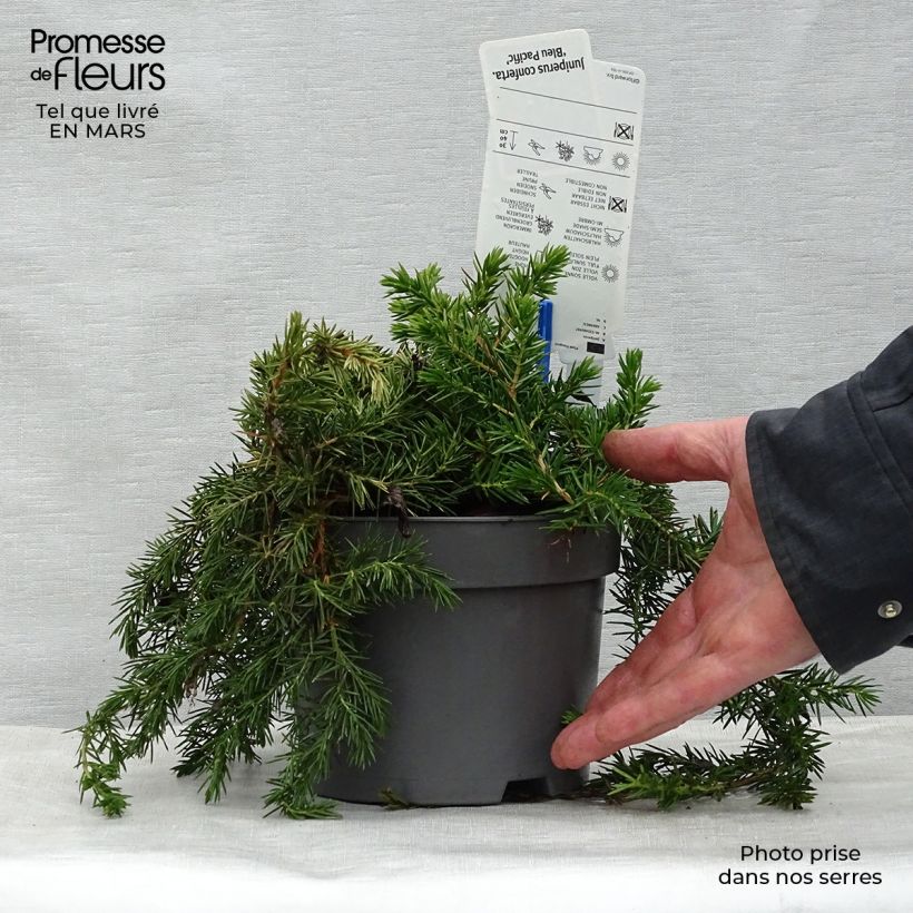 Juniperus rigida subsp. conferta Blue Pacific sample as delivered in spring