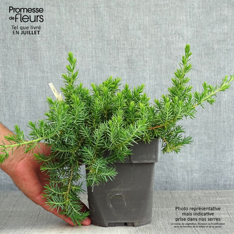 Juniperus rigida subsp. conferta Blue Pacific 2L/3L pot sample as delivered in summer