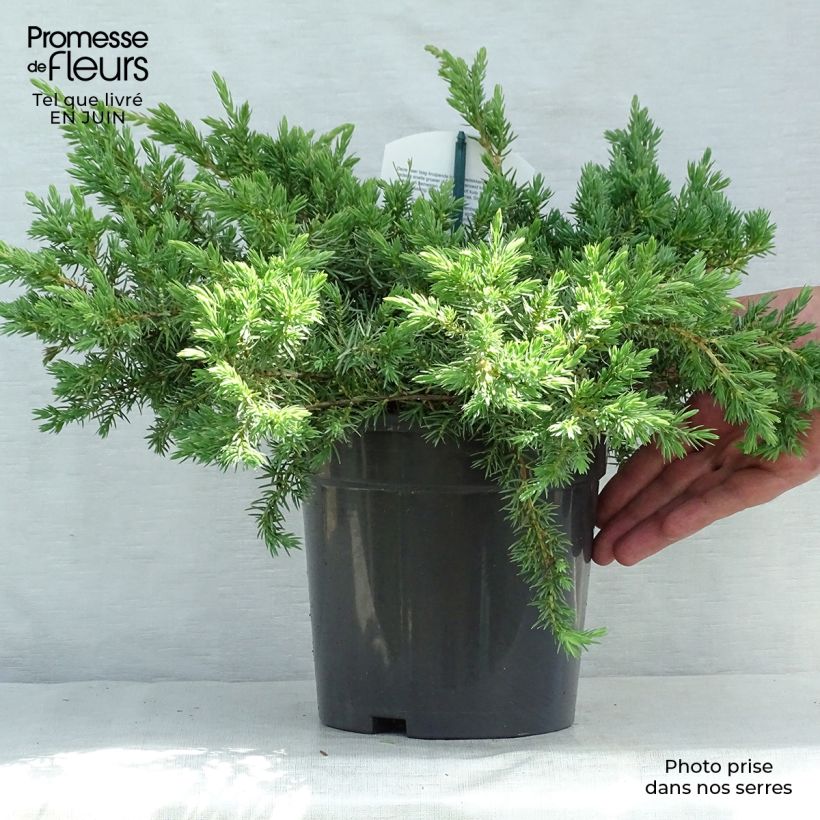 Juniperus conferta Schlager 2L/3L pot sample as delivered in summer
