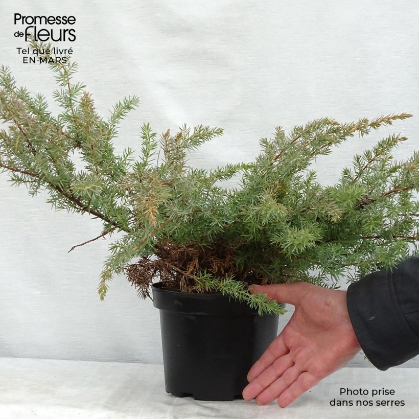 Juniperus conferta Schlager sample as delivered in spring
