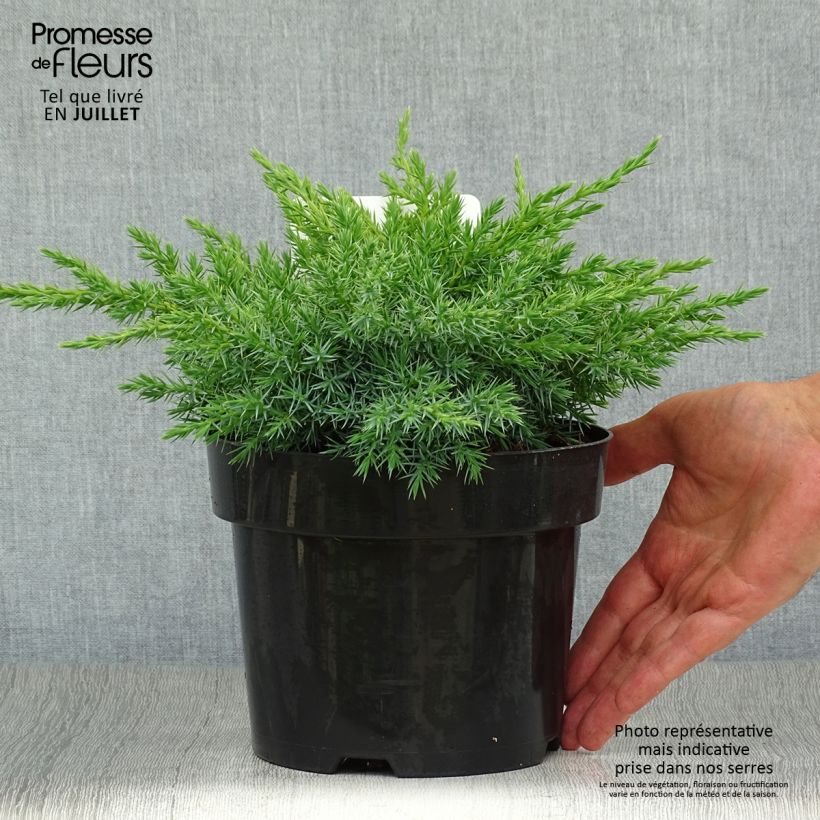 Juniperus squamata Blue Swede 2L/3L pot sample as delivered in summer