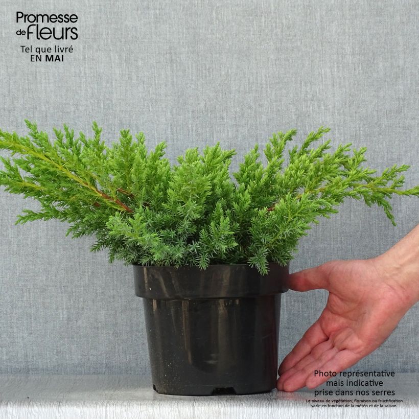 Juniperus squamata Blue Swede sample as delivered in spring