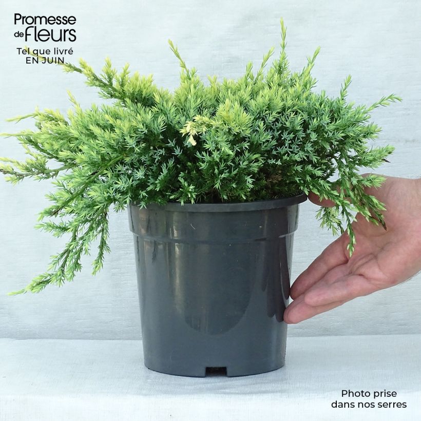 Juniperus squamata Holger 2L/3L pot sample as delivered in summer