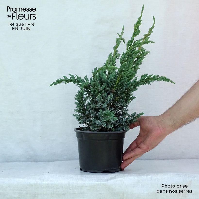Juniperus squamata Meyeri 2L/3L pot sample as delivered in summer