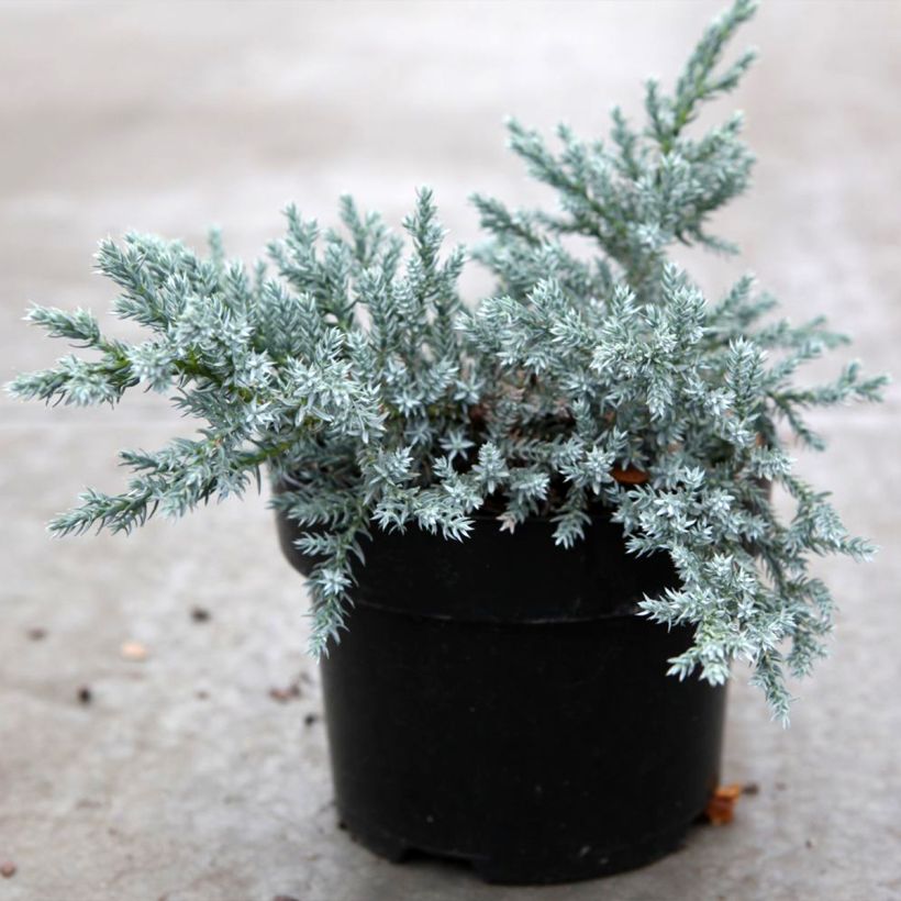 Juniperus squamata Tropical Blue (Plant habit)