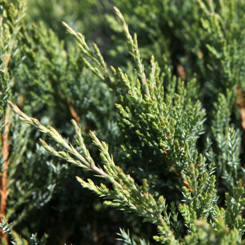 Juniperus horizontalis Agnieszka (Foliage)