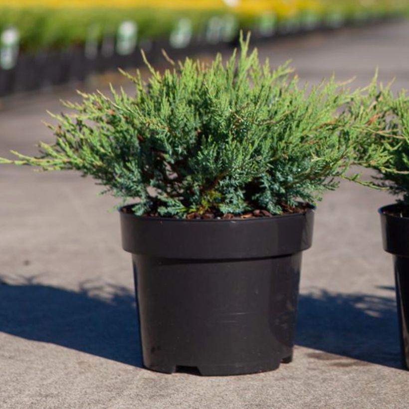 Juniperus horizontalis Agnieszka (Plant habit)