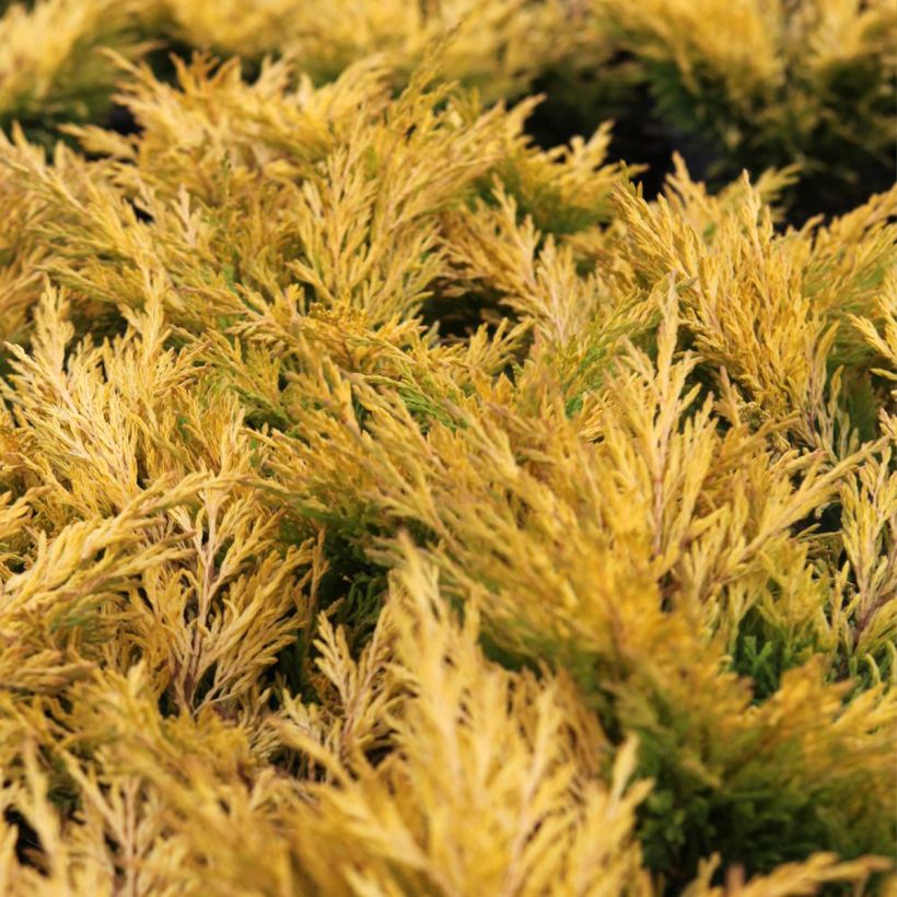 Juniperus horizontalis Limeglow (Foliage)