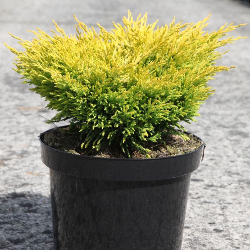 Juniperus horizontalis Limeglow (Plant habit)