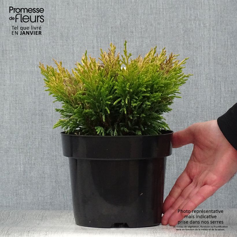 Juniperus horizontalis Limeglow 2L/3L pot sample as delivered in winter