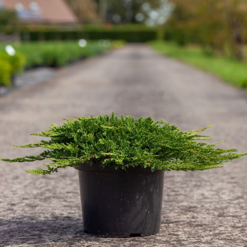 Juniperus horizontalis Prince Of Wales (Plant habit)