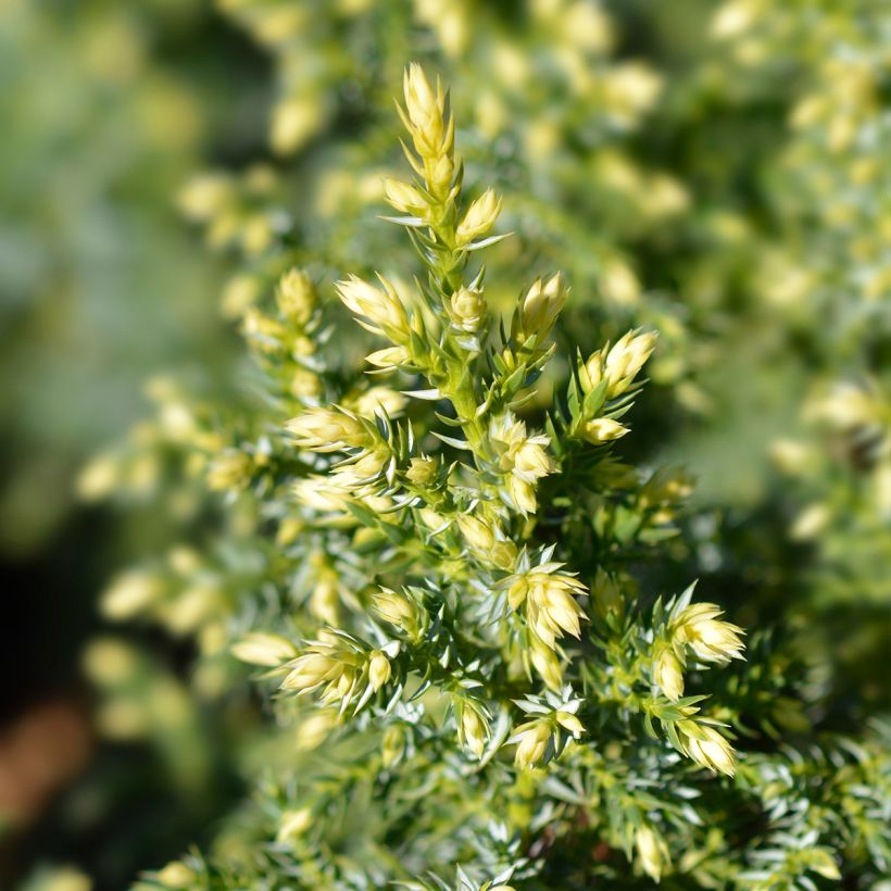 Juniperus pingii Hulsdonk Yellow (Foliage)