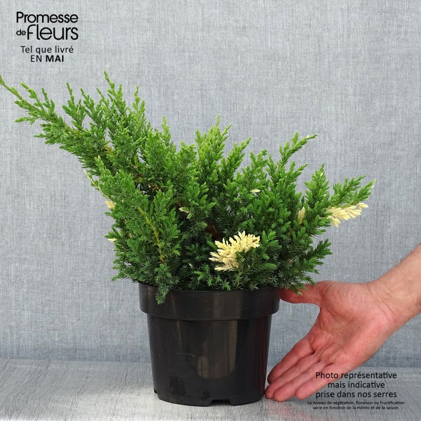 Juniperus chinensis Expansa Variegata 2L/3L pot sample as delivered in spring