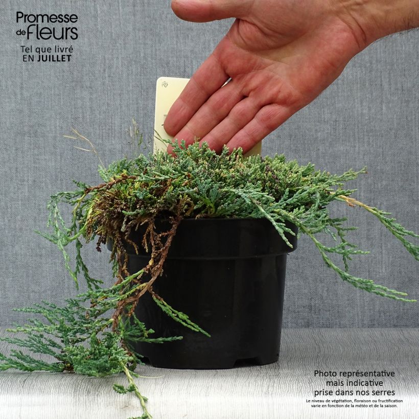 Juniperus horizontalis Icee Blue 2L/3L pot sample as delivered in summer