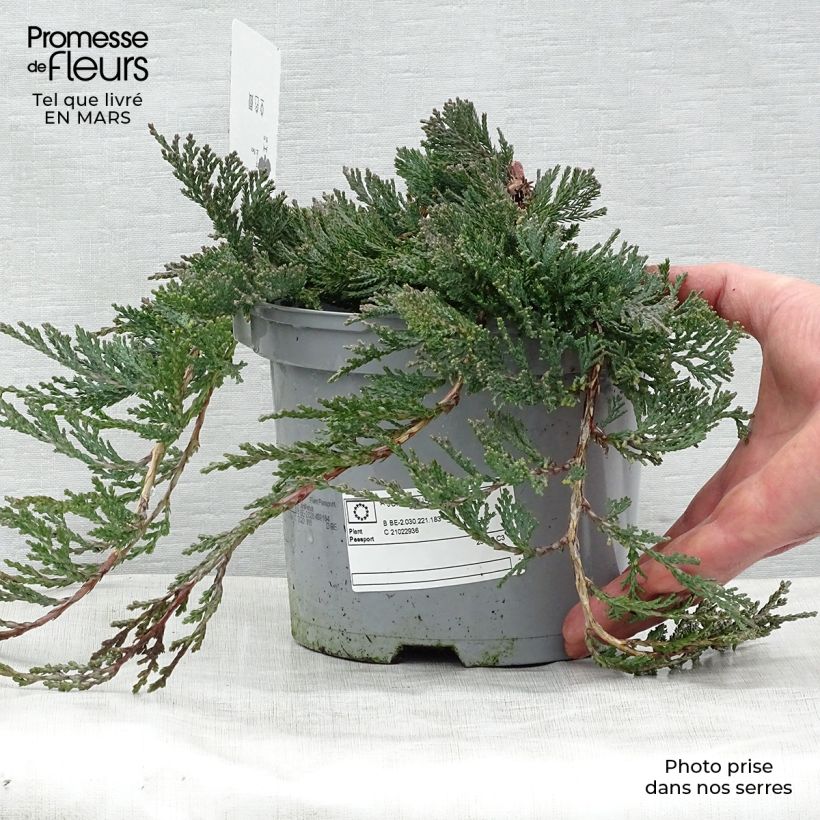 Juniperus horizontalis Wiltonii sample as delivered in spring