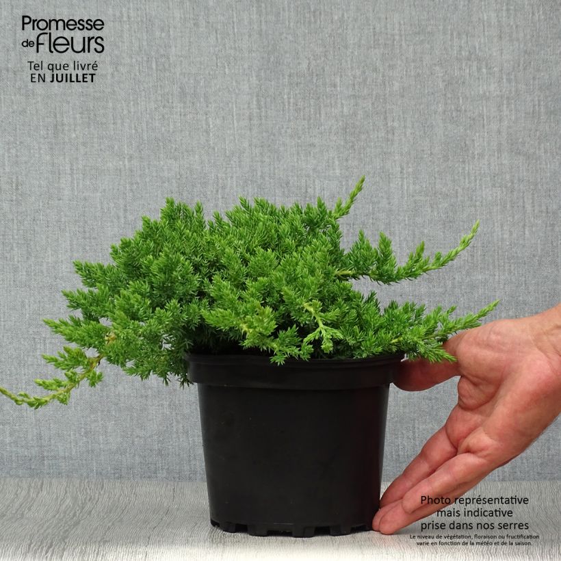 Juniperus procumbens Nana 2L/3L pot sample as delivered in summer