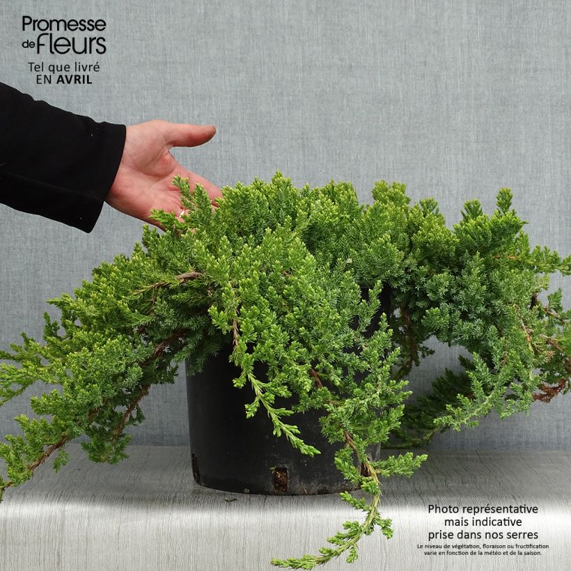 Juniperus procumbens Nana sample as delivered in spring