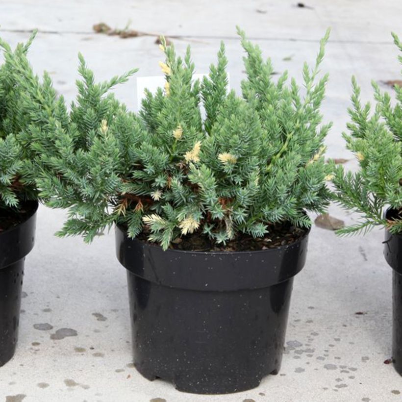 Juniperus chinensis Expansa Variegata (Plant habit)