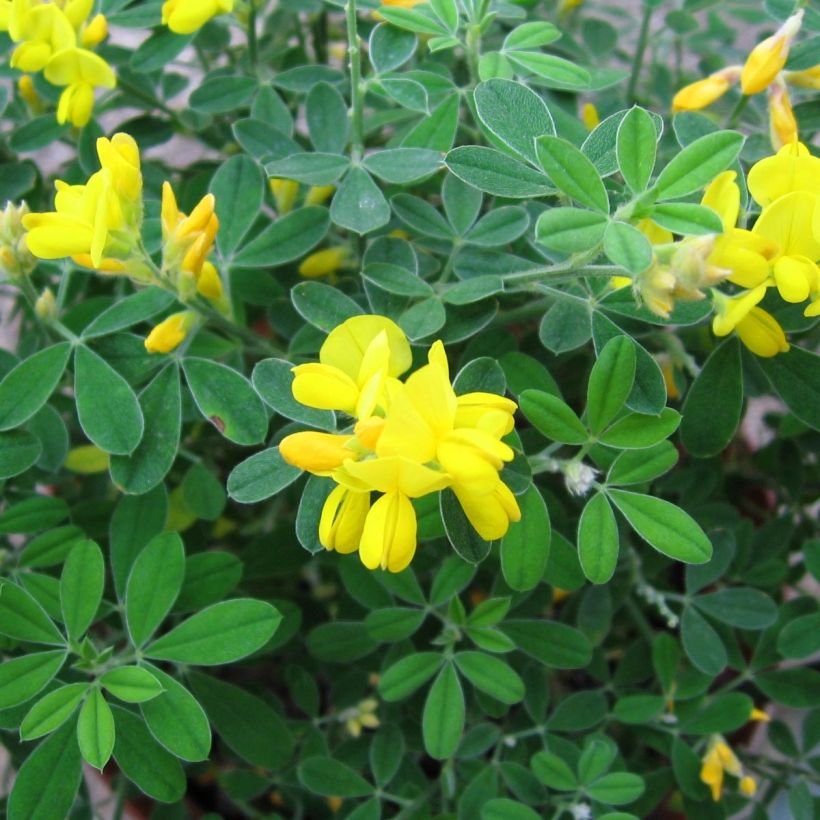 Genista Porlock (Foliage)