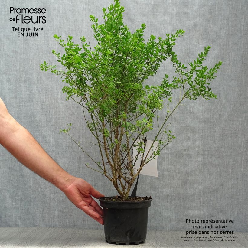 Genista Porlock 2L/3L pot sample as delivered in summer