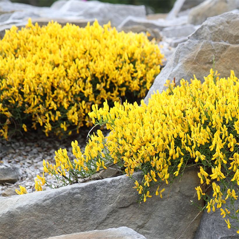 Genista lydia (Plant habit)