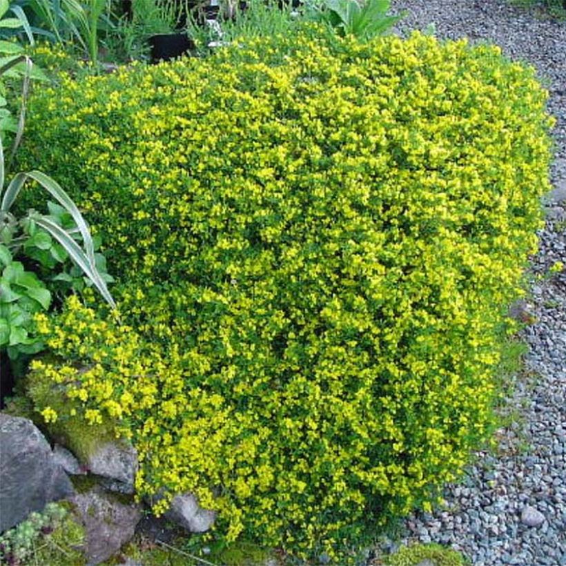 Genista pilosa Vancouver Gold (Plant habit)