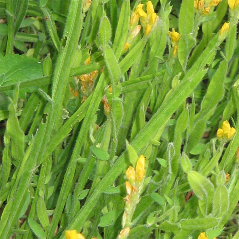 Genista sagittalis (Foliage)