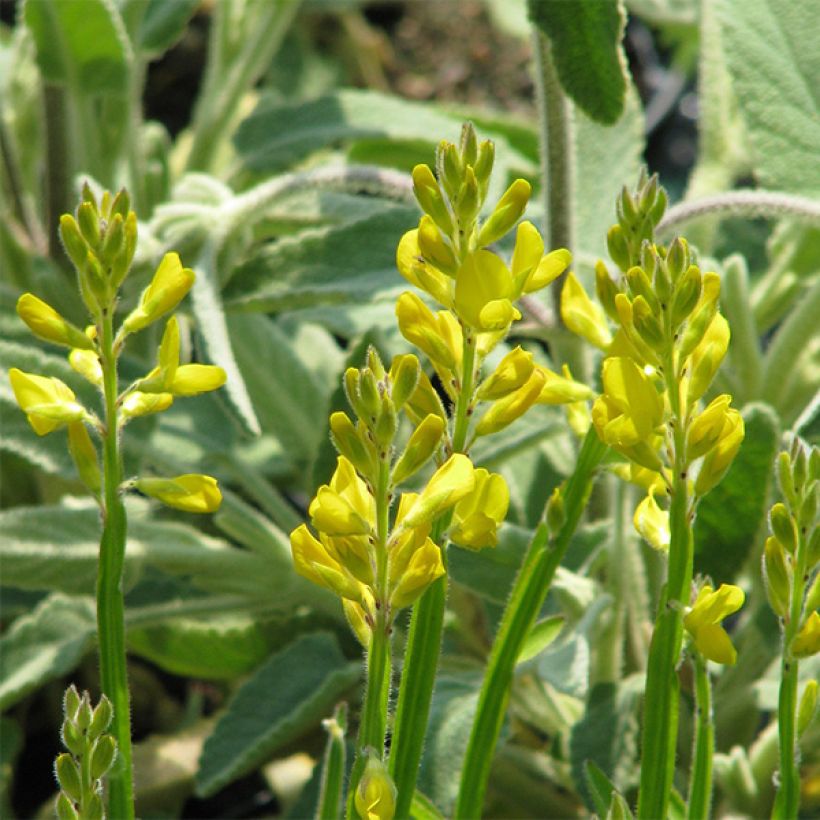 Genista sagittalis (Flowering)