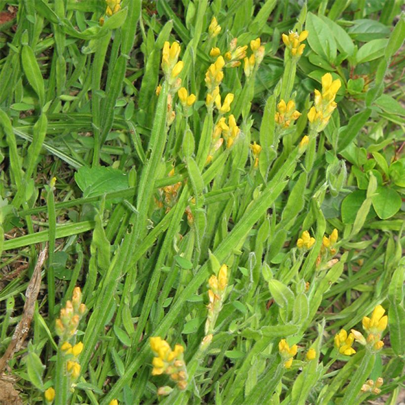 Genista sagittalis (Plant habit)