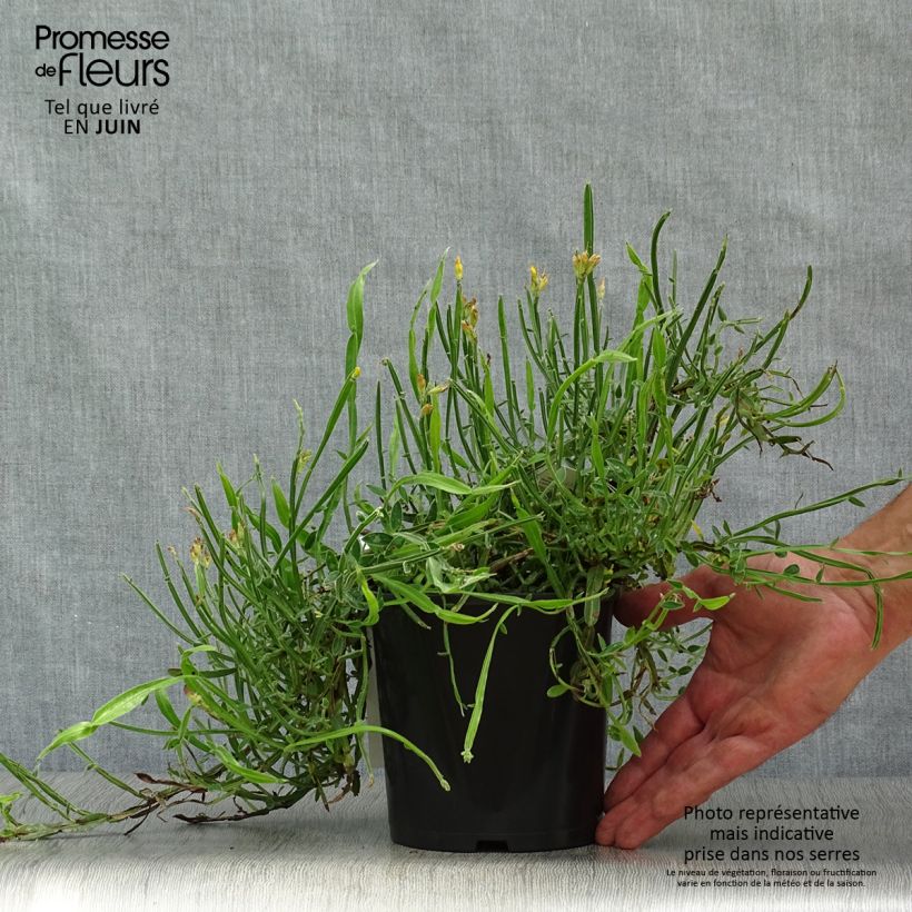 Genista sagittalis 2L/3L pot sample as delivered in summer