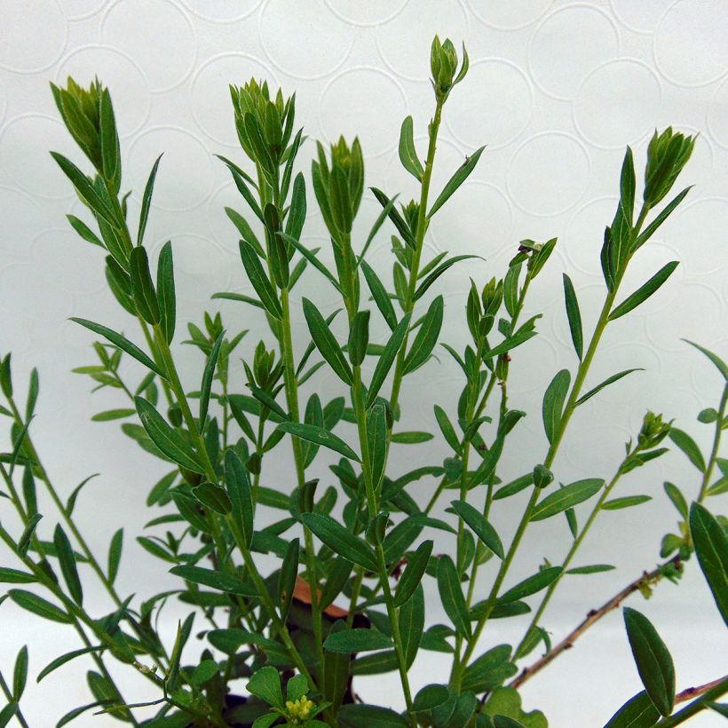 Genista tinctoria Plena (Flore Pleno) (Foliage)