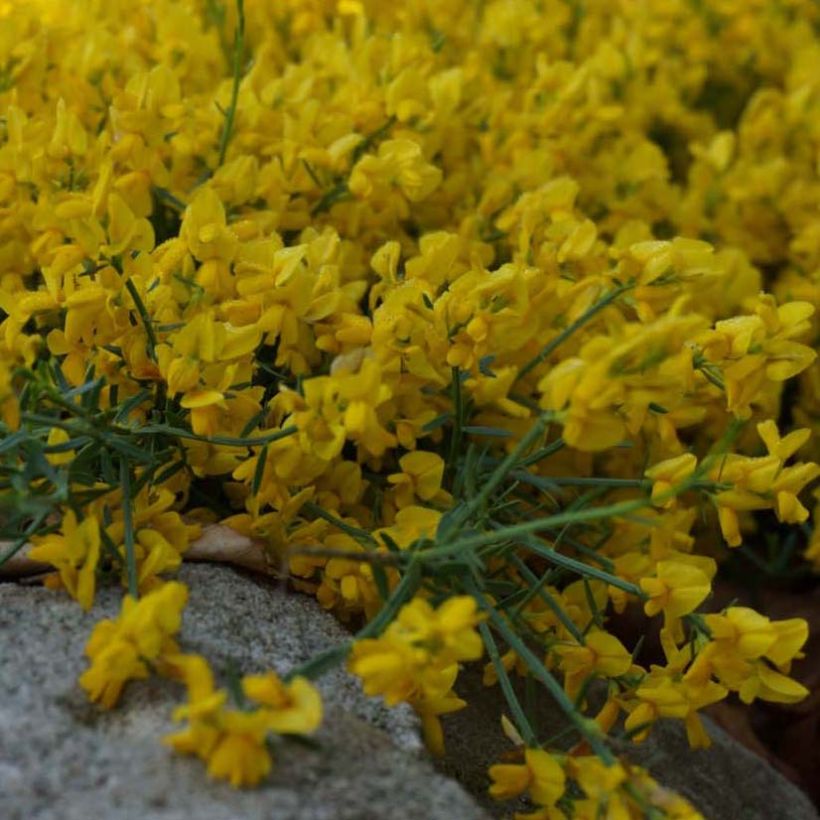 Genista tinctoria Royal Gold (Flowering)