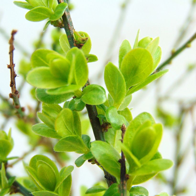 Genista tinctoria Royal Gold (Foliage)