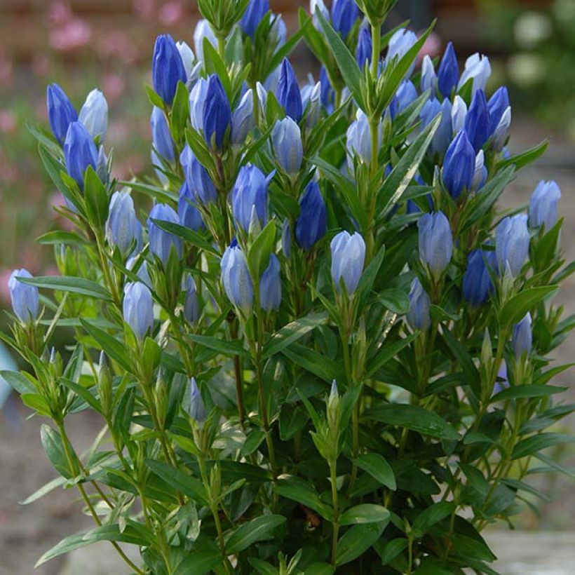 Gentiana makinoi Blue Star (Flowering)