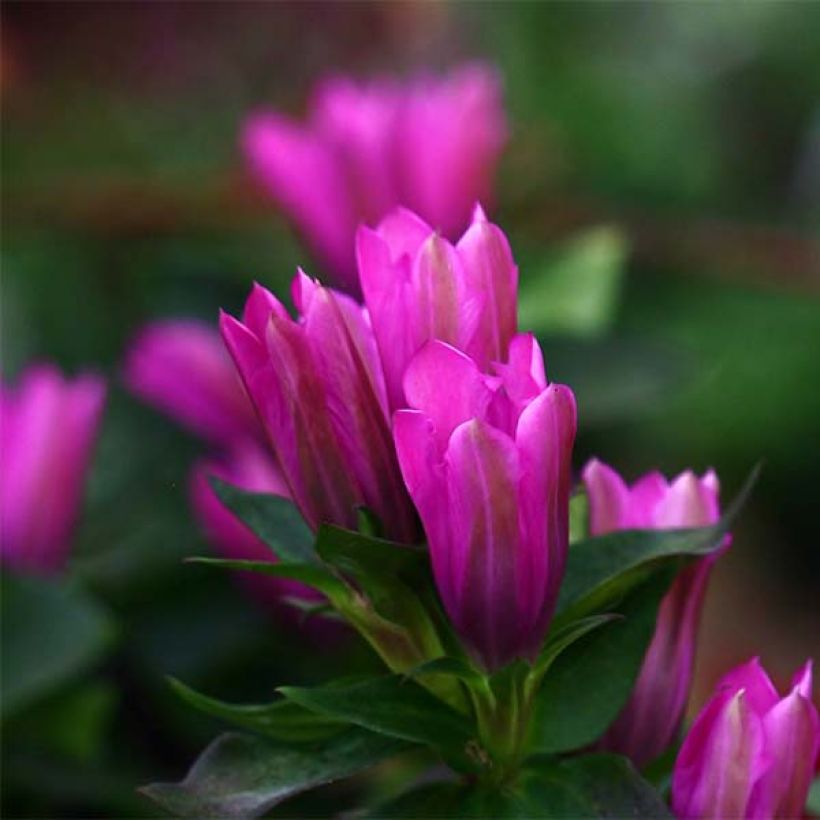 Gentiana Little Pinkie (Flowering)