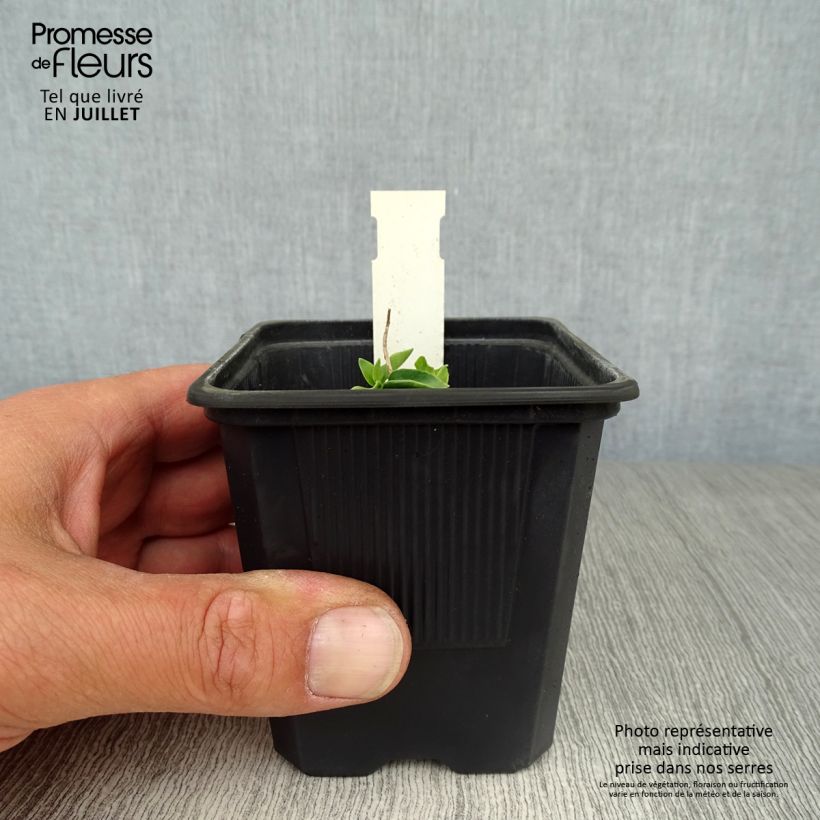 Gentiana True Blue 8/9 cm pot sample as delivered in summer