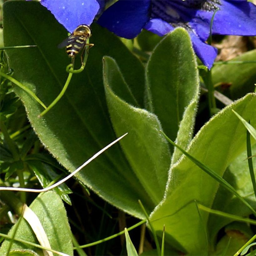 Gentiana acaulis (Foliage)