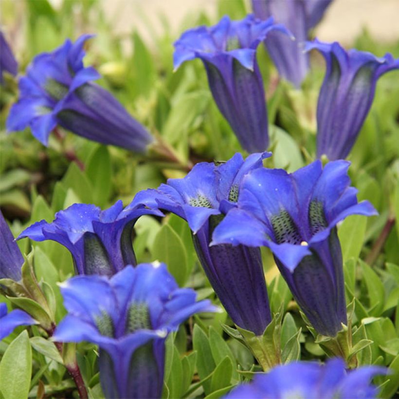 Gentiana acaulis (Flowering)