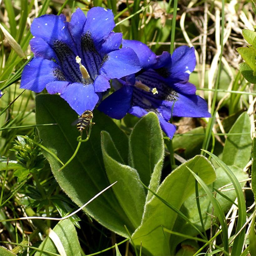 Gentiana acaulis (Plant habit)