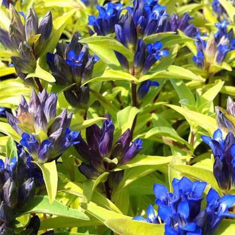 Gentiana cruciata - Cross Gentian (Flowering)