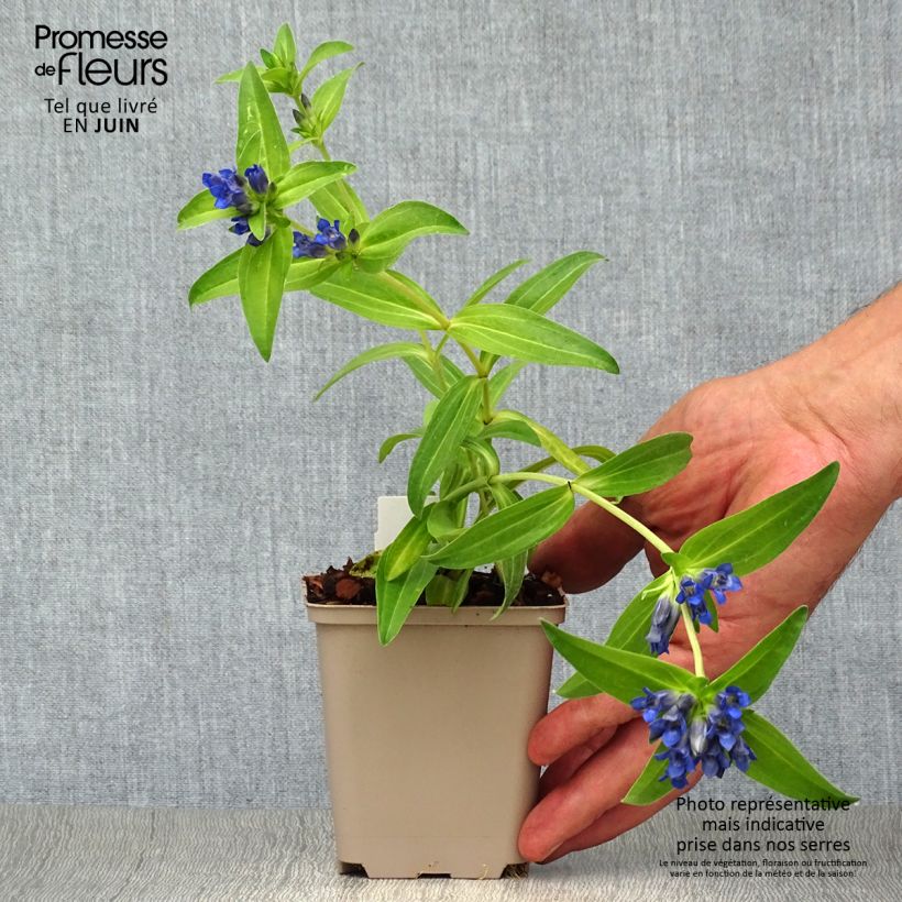 Gentiana cruciata - Cross Gentian 8/9 cm pot sample as delivered in summer