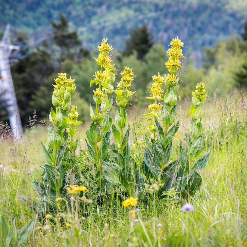 Gentiana lutea (Plant habit)