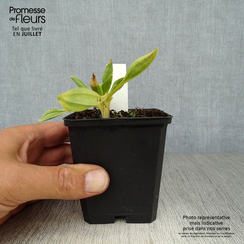 Gentiana lutea 8/9 cm pot sample as delivered in summer