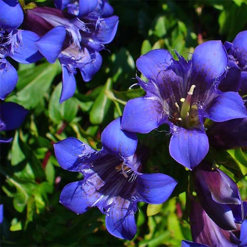 Gentiana septemfida var. lagodechiana (Flowering)