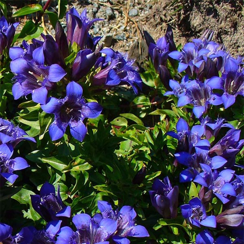 Gentiana septemfida var. lagodechiana (Plant habit)