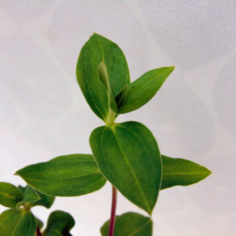 Gentiana Little Pinkie (Foliage)