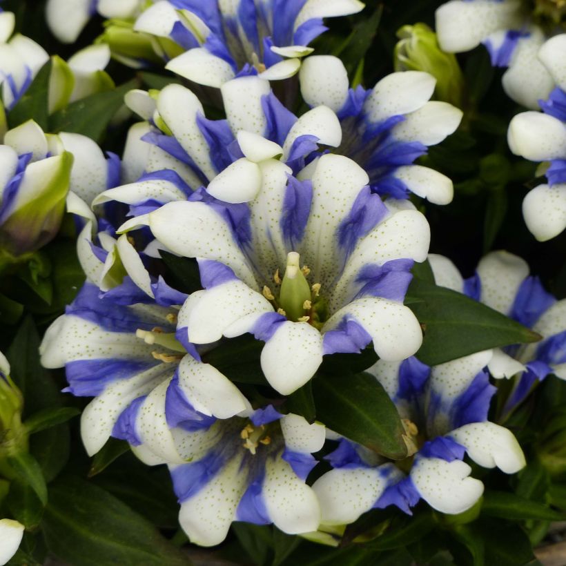 Gentiana scabra Royal Stripes (Flowering)