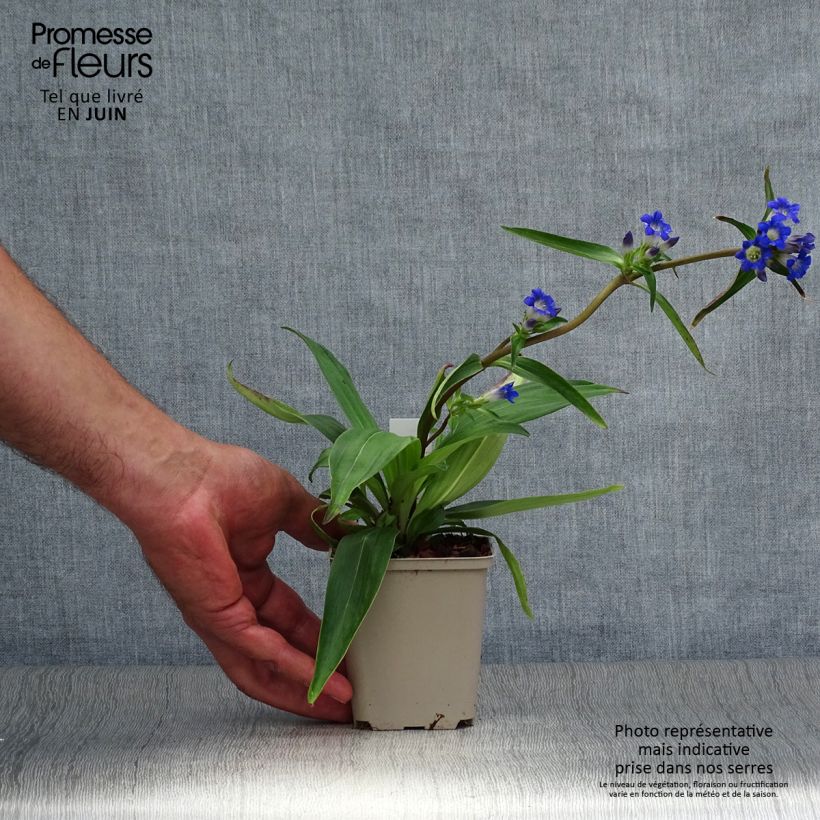 Gentiana acaulis 8/9 cm pot sample as delivered in summer