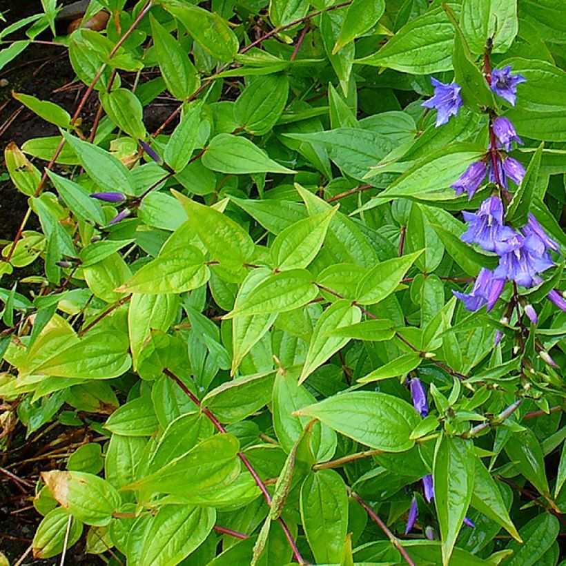 Gentiana asclepiadea (Foliage)