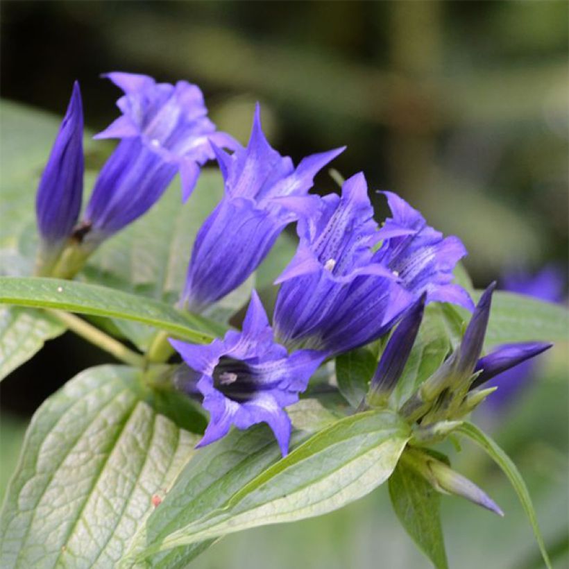 Gentiana asclepiadea (Flowering)